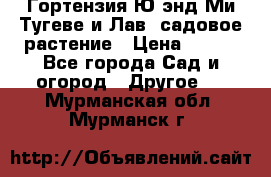 Гортензия Ю энд Ми Тугеве и Лав, садовое растение › Цена ­ 550 - Все города Сад и огород » Другое   . Мурманская обл.,Мурманск г.